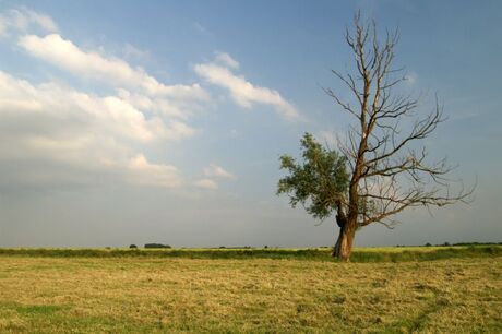 Polder