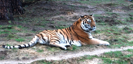 tijger in ruststand 