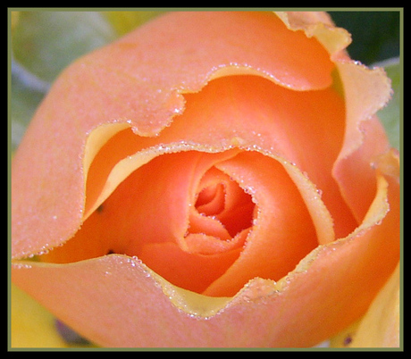 Pink Rose