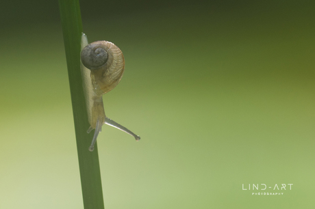 Snail 2