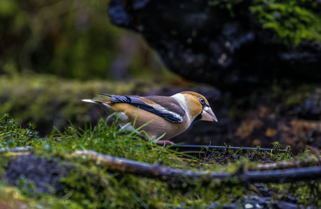 Appelvink 