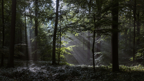 sunbeams in the forest