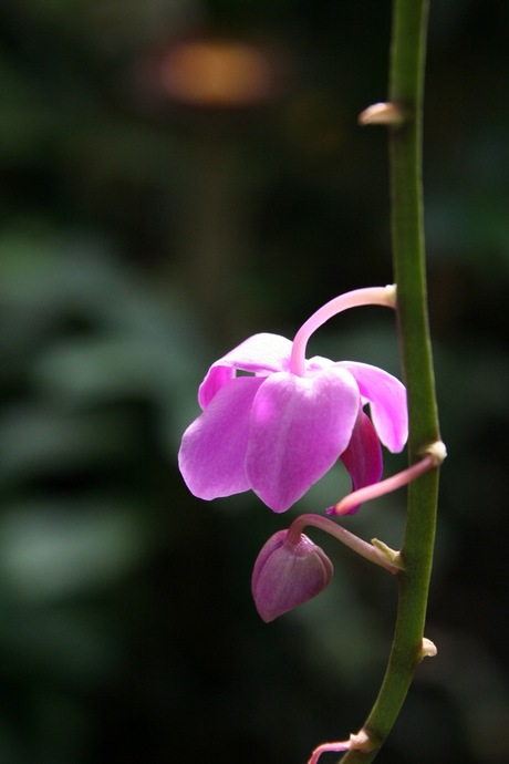 In de vlindertuin van Blijdorp