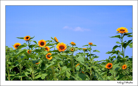 Sunny flowers