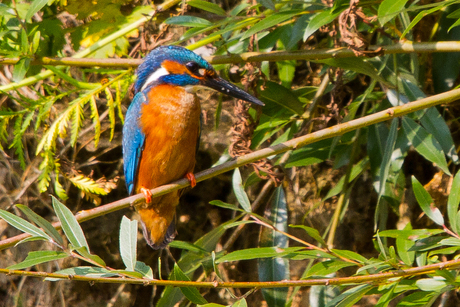 Ijsvogeltje bij zijn nest