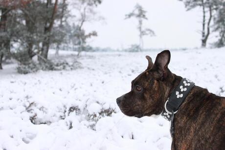 Fast girl in de sneeuw