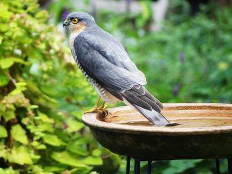 Sperwer in de tuin. Wachten op een hapje ( mees, mus, merel of iets ander kleins)