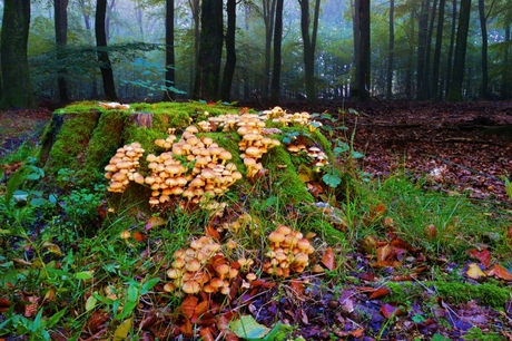 Paddenstoelen op stam