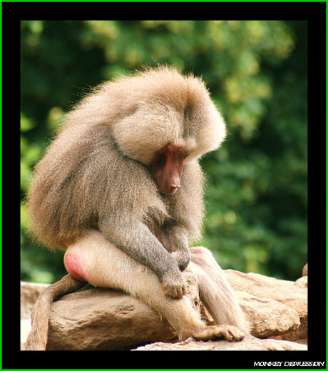 monkey depression