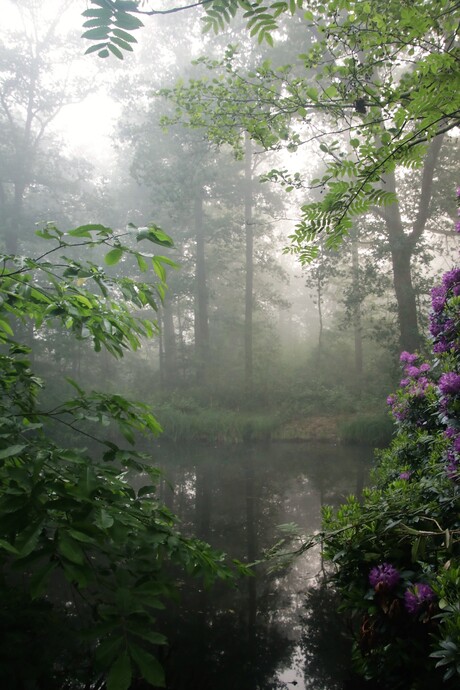 ochtend mist