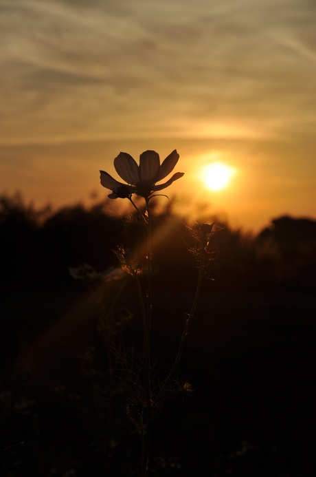 Zonsondergang 