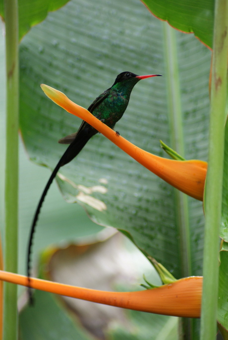 Kolibrie op Jamaica