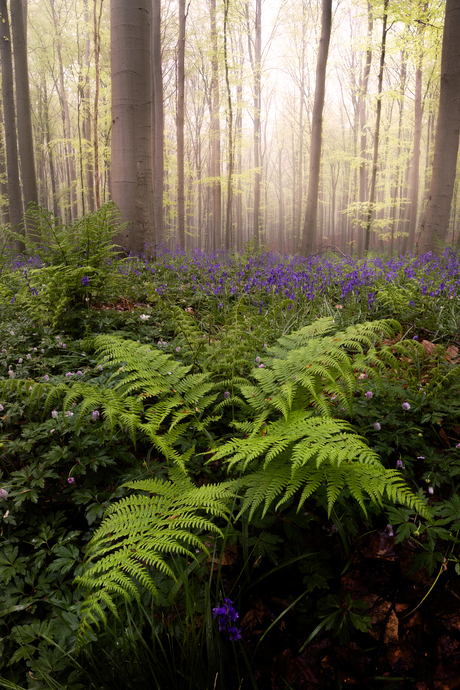 Hallerbos