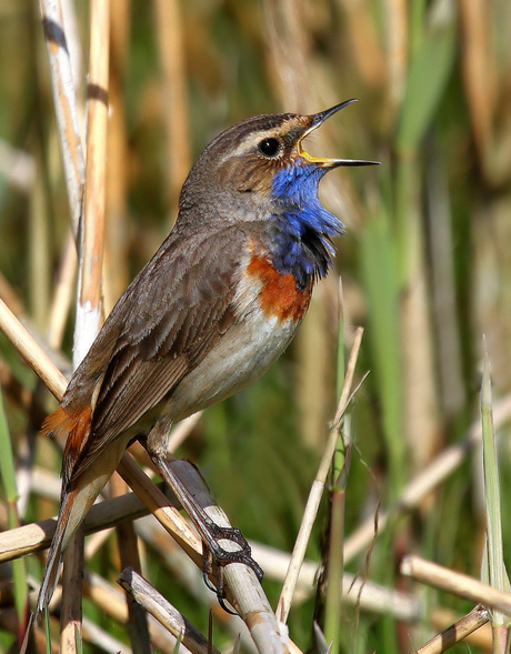 The blue song