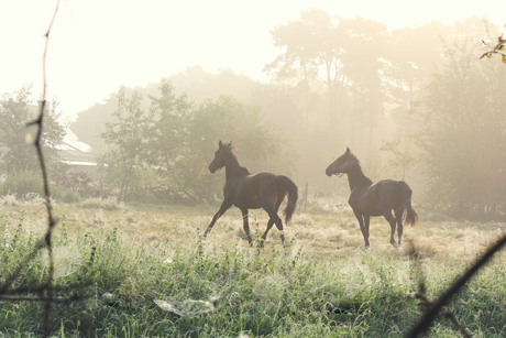 Paarden in de mist.