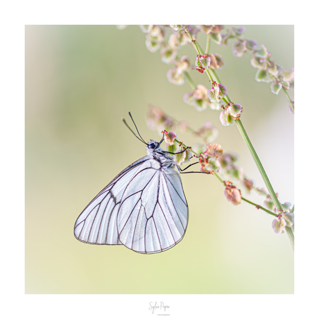 White beauty