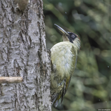 groene specht