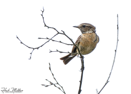Roodborsttapuit - Stonechat (Saxicola rubicola) V