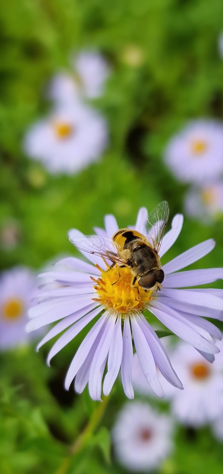 Genieten van de bloemetjes