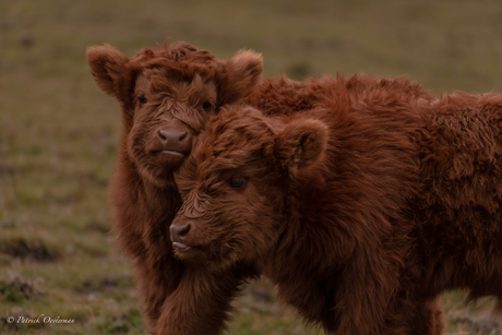 schotse hooglanders kalfjes 