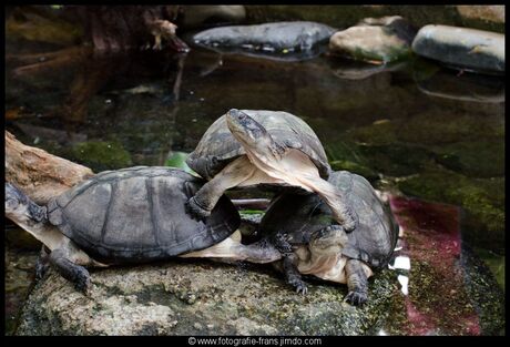 schildpadden acrobatiek