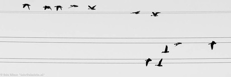 the bird song