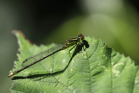 Waterjuffer in de zon