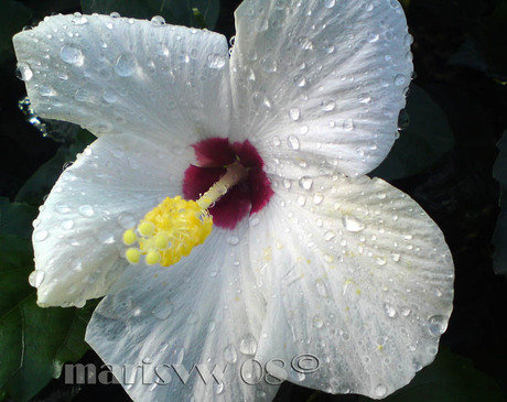 witte bloem met druppels