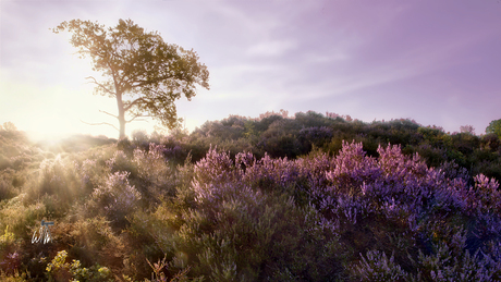 Bloeiende heide.