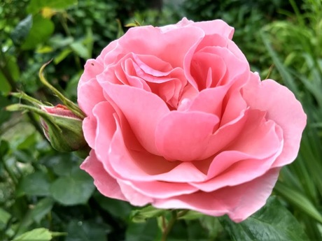 roze roos