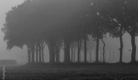 bomen in de mist