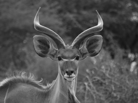 Kudu