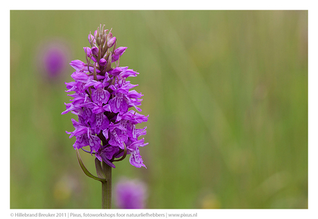 Brede Orchis