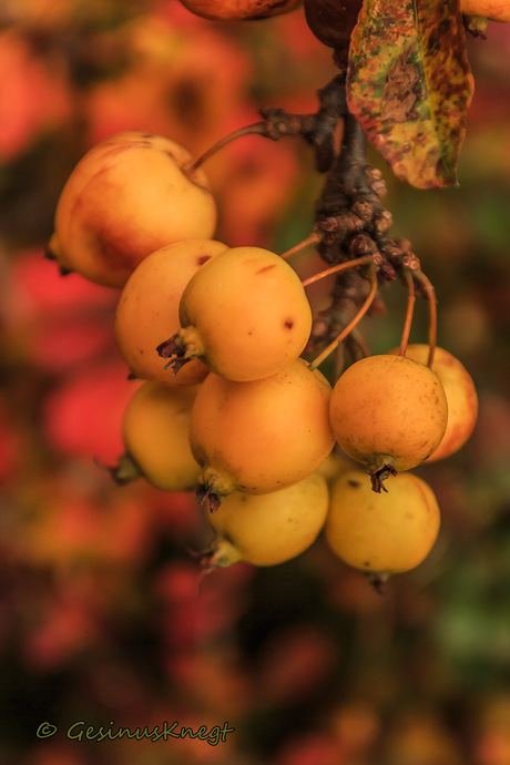 herfstappeltjes