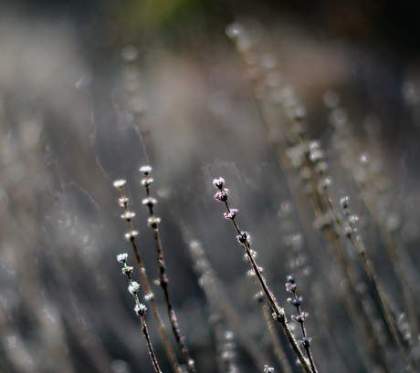 Uitgebloeide lavendel