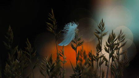 Just a feather and some bokeh. - Gefotografeerd met de Nikon D2h en de nikon 70-300mm VR.Alleen gecropped en wat bij gescherpt,Gelukkig was de oranje auto op de achtergrond oranje ge - foto door alexie op 30-07-2018