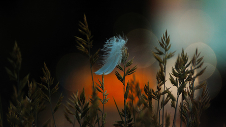 Just a feather and some bokeh.