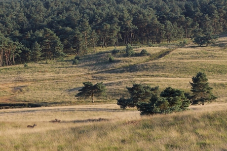 Veluwe