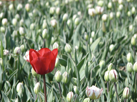 rooie tussen de witte