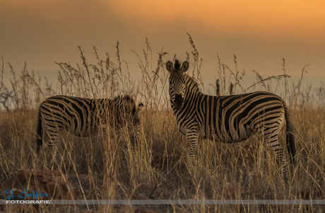 Zebra's voor zonsonderhang