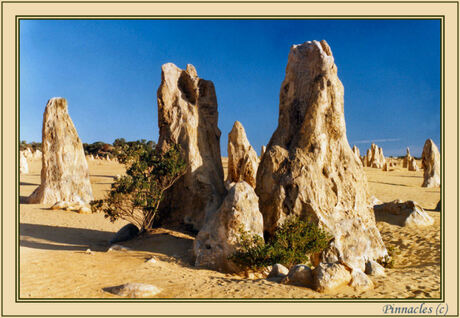 Pinnacles (Nambung N.P.)