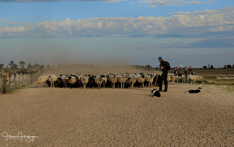 Herder met zijn schapen
