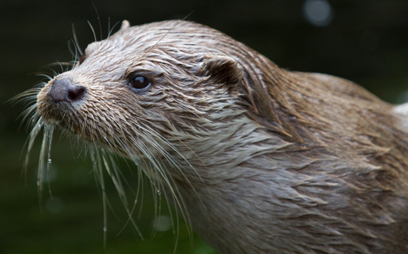 otter