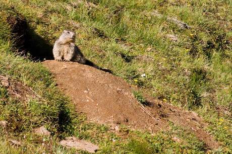 Alpenmarmot voor z'n hol