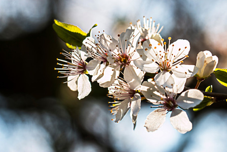 Lente 2014