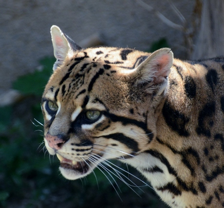 ocelot