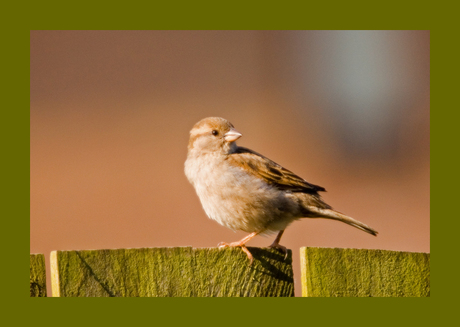 Passer domesticus