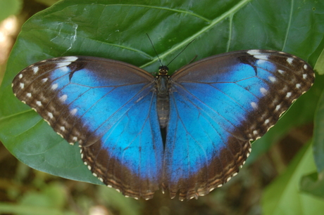 Morpho peleides