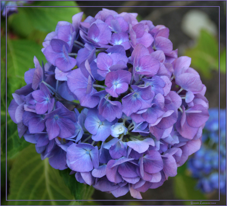 Hortensia