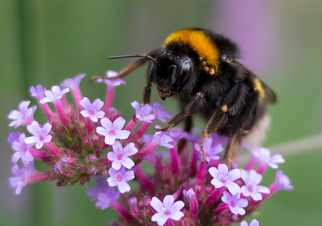 Aaibare hommel